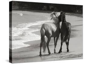 Young Mustangs on Beach-Traer Scott-Stretched Canvas