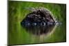 Young Nile Crocodile basking on an exposed log, Botswana-Wim van den Heever-Mounted Photographic Print