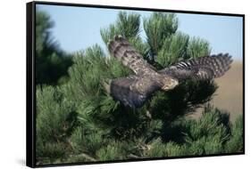 Young Northern Goshawk Flying from Ponderosa Pine-W. Perry Conway-Framed Stretched Canvas