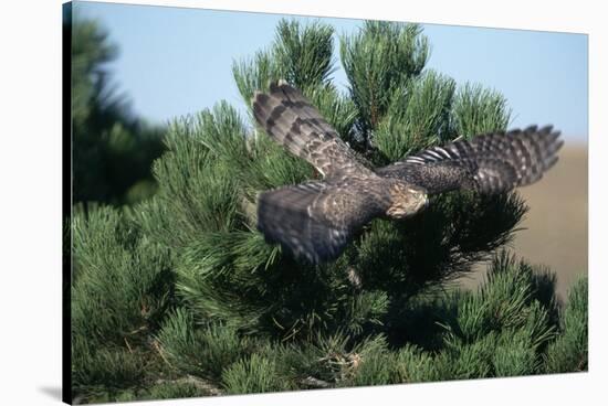 Young Northern Goshawk Flying from Ponderosa Pine-W. Perry Conway-Stretched Canvas