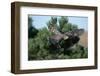 Young Northern Goshawk Flying from Ponderosa Pine-W. Perry Conway-Framed Photographic Print