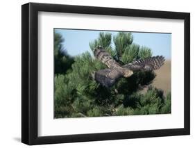 Young Northern Goshawk Flying from Ponderosa Pine-W. Perry Conway-Framed Photographic Print