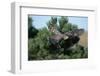 Young Northern Goshawk Flying from Ponderosa Pine-W. Perry Conway-Framed Photographic Print