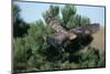 Young Northern Goshawk Flying from Ponderosa Pine-W. Perry Conway-Mounted Photographic Print