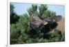 Young Northern Goshawk Flying from Ponderosa Pine-W. Perry Conway-Framed Photographic Print