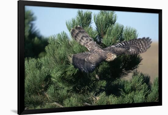 Young Northern Goshawk Flying from Ponderosa Pine-W. Perry Conway-Framed Photographic Print