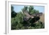 Young Northern Goshawk Flying from Ponderosa Pine-W. Perry Conway-Framed Photographic Print