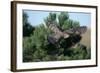 Young Northern Goshawk Flying from Ponderosa Pine-W. Perry Conway-Framed Photographic Print