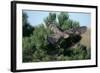 Young Northern Goshawk Flying from Ponderosa Pine-W. Perry Conway-Framed Photographic Print