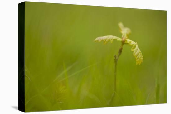 Young Oak Sapling (Quercus Robor). Brecon Beacons National Park, Wales, UK, February-Mark Hamblin-Stretched Canvas