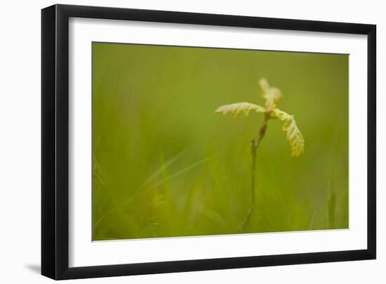 Young Oak Sapling (Quercus Robor). Brecon Beacons National Park, Wales, UK, February-Mark Hamblin-Framed Photographic Print