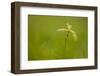 Young Oak Sapling (Quercus Robor). Brecon Beacons National Park, Wales, UK, February-Mark Hamblin-Framed Photographic Print