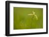 Young Oak Sapling (Quercus Robor). Brecon Beacons National Park, Wales, UK, February-Mark Hamblin-Framed Photographic Print