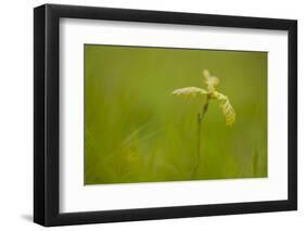 Young Oak Sapling (Quercus Robor). Brecon Beacons National Park, Wales, UK, February-Mark Hamblin-Framed Photographic Print