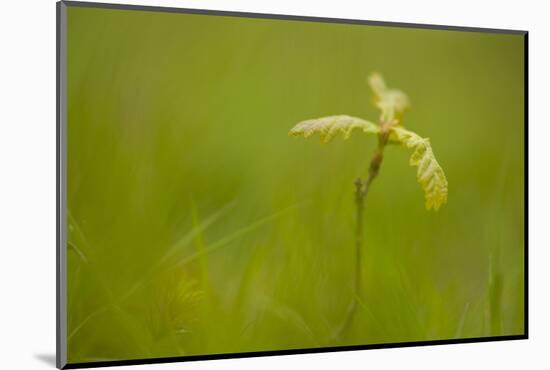 Young Oak Sapling (Quercus Robor). Brecon Beacons National Park, Wales, UK, February-Mark Hamblin-Mounted Photographic Print