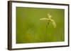 Young Oak Sapling (Quercus Robor). Brecon Beacons National Park, Wales, UK, February-Mark Hamblin-Framed Photographic Print