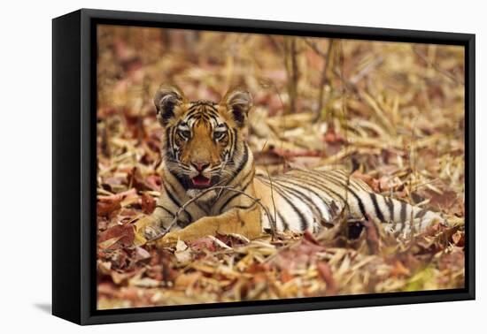 Young One of Royal Bengal Tiger, Tadoba Andheri Tiger Reserve, India-Jagdeep Rajput-Framed Stretched Canvas