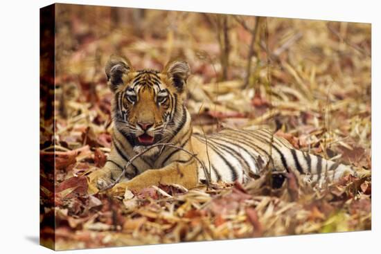 Young One of Royal Bengal Tiger, Tadoba Andheri Tiger Reserve, India-Jagdeep Rajput-Stretched Canvas