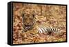 Young One of Royal Bengal Tiger, Tadoba Andheri Tiger Reserve, India-Jagdeep Rajput-Framed Stretched Canvas