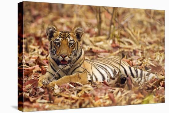 Young One of Royal Bengal Tiger, Tadoba Andheri Tiger Reserve, India-Jagdeep Rajput-Stretched Canvas