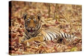 Young One of Royal Bengal Tiger, Tadoba Andheri Tiger Reserve, India-Jagdeep Rajput-Stretched Canvas