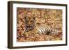 Young One of Royal Bengal Tiger, Tadoba Andheri Tiger Reserve, India-Jagdeep Rajput-Framed Photographic Print