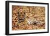 Young One of Royal Bengal Tiger, Tadoba Andheri Tiger Reserve, India-Jagdeep Rajput-Framed Photographic Print