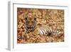 Young One of Royal Bengal Tiger, Tadoba Andheri Tiger Reserve, India-Jagdeep Rajput-Framed Photographic Print