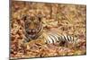 Young One of Royal Bengal Tiger, Tadoba Andheri Tiger Reserve, India-Jagdeep Rajput-Mounted Photographic Print