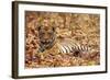 Young One of Royal Bengal Tiger, Tadoba Andheri Tiger Reserve, India-Jagdeep Rajput-Framed Photographic Print