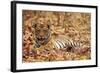 Young One of Royal Bengal Tiger, Tadoba Andheri Tiger Reserve, India-Jagdeep Rajput-Framed Photographic Print