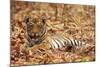 Young One of Royal Bengal Tiger, Tadoba Andheri Tiger Reserve, India-Jagdeep Rajput-Mounted Photographic Print