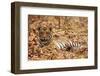 Young One of Royal Bengal Tiger, Tadoba Andheri Tiger Reserve, India-Jagdeep Rajput-Framed Premium Photographic Print