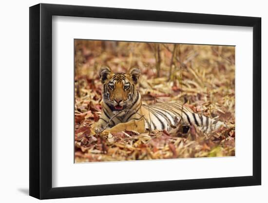 Young One of Royal Bengal Tiger, Tadoba Andheri Tiger Reserve, India-Jagdeep Rajput-Framed Premium Photographic Print