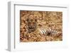 Young One of Royal Bengal Tiger, Tadoba Andheri Tiger Reserve, India-Jagdeep Rajput-Framed Premium Photographic Print