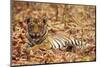 Young One of Royal Bengal Tiger, Tadoba Andheri Tiger Reserve, India-Jagdeep Rajput-Mounted Premium Photographic Print