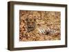 Young One of Royal Bengal Tiger, Tadoba Andheri Tiger Reserve, India-Jagdeep Rajput-Framed Photographic Print