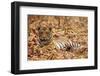 Young One of Royal Bengal Tiger, Tadoba Andheri Tiger Reserve, India-Jagdeep Rajput-Framed Photographic Print
