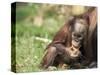 Young Orang-Utan (Pongo Pygmaeus), in Captivity, Apenheul Zoo, Netherlands (Holland), Europe-Thorsten Milse-Stretched Canvas