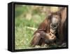 Young Orang-Utan (Pongo Pygmaeus), in Captivity, Apenheul Zoo, Netherlands (Holland), Europe-Thorsten Milse-Framed Stretched Canvas