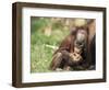 Young Orang-Utan (Pongo Pygmaeus), in Captivity, Apenheul Zoo, Netherlands (Holland), Europe-Thorsten Milse-Framed Photographic Print