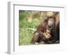 Young Orang-Utan (Pongo Pygmaeus), in Captivity, Apenheul Zoo, Netherlands (Holland), Europe-Thorsten Milse-Framed Photographic Print