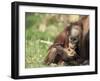 Young Orang-Utan (Pongo Pygmaeus), in Captivity, Apenheul Zoo, Netherlands (Holland), Europe-Thorsten Milse-Framed Photographic Print