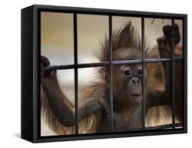 Young Orangutan Hold on to the Bars of a Cage at the Duisburg Zoo-null-Framed Stretched Canvas