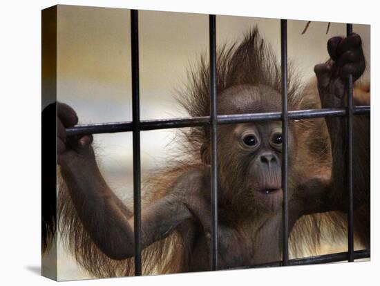 Young Orangutan Hold on to the Bars of a Cage at the Duisburg Zoo-null-Stretched Canvas