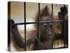 Young Orangutan Hold on to the Bars of a Cage at the Duisburg Zoo-null-Stretched Canvas