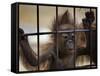 Young Orangutan Hold on to the Bars of a Cage at the Duisburg Zoo-null-Framed Stretched Canvas
