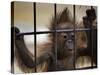 Young Orangutan Hold on to the Bars of a Cage at the Duisburg Zoo-null-Stretched Canvas