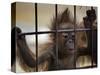 Young Orangutan Hold on to the Bars of a Cage at the Duisburg Zoo-null-Stretched Canvas