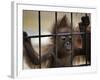 Young Orangutan Hold on to the Bars of a Cage at the Duisburg Zoo-null-Framed Photographic Print